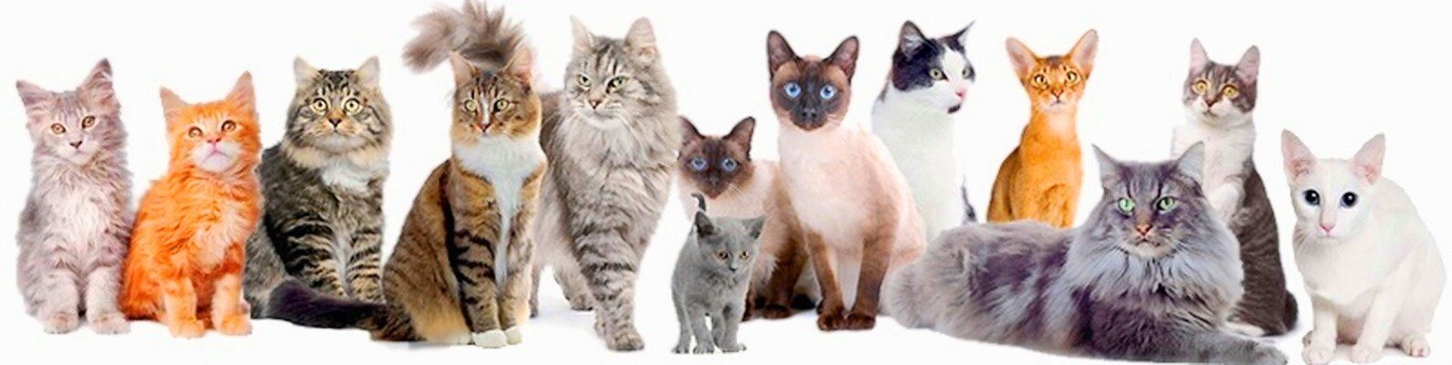 Дитя разных пород 6 букв. Разные кошки. Разные породы кошек. Много разных кошек. Котики в ряд.