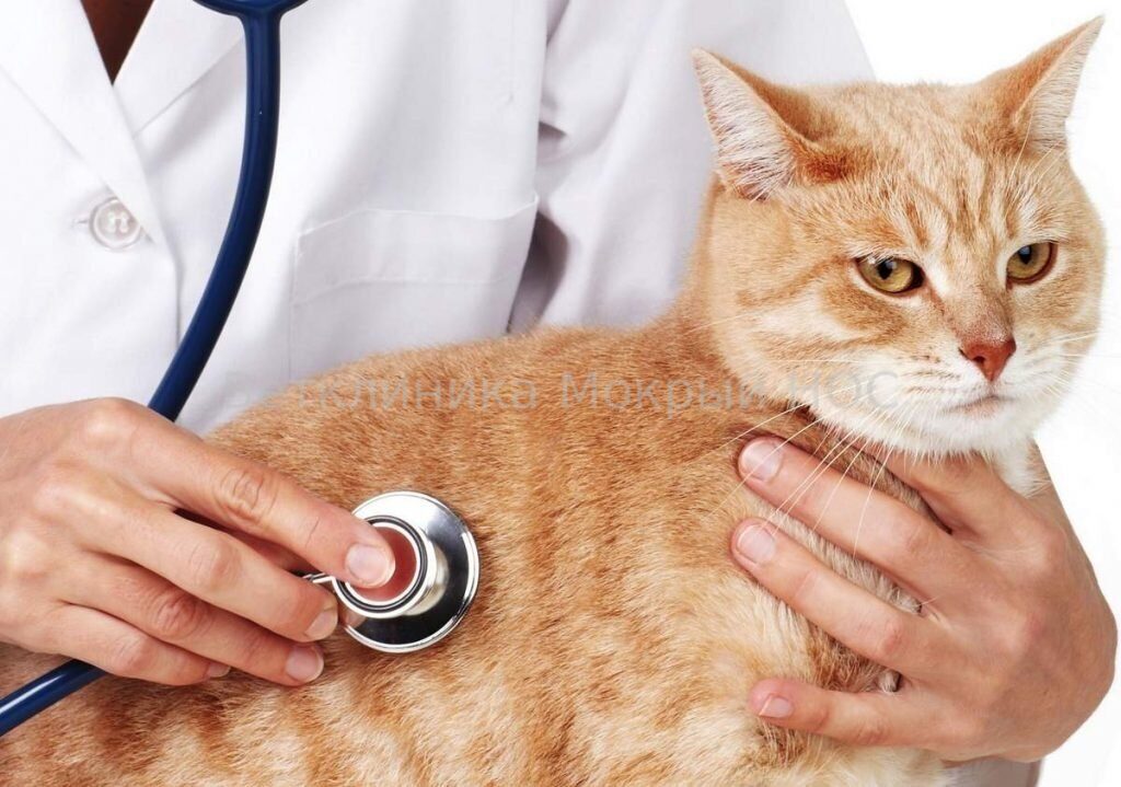 Токсокароз у животных: симптомы, лечение, профилактика [Животные zhivotnie]